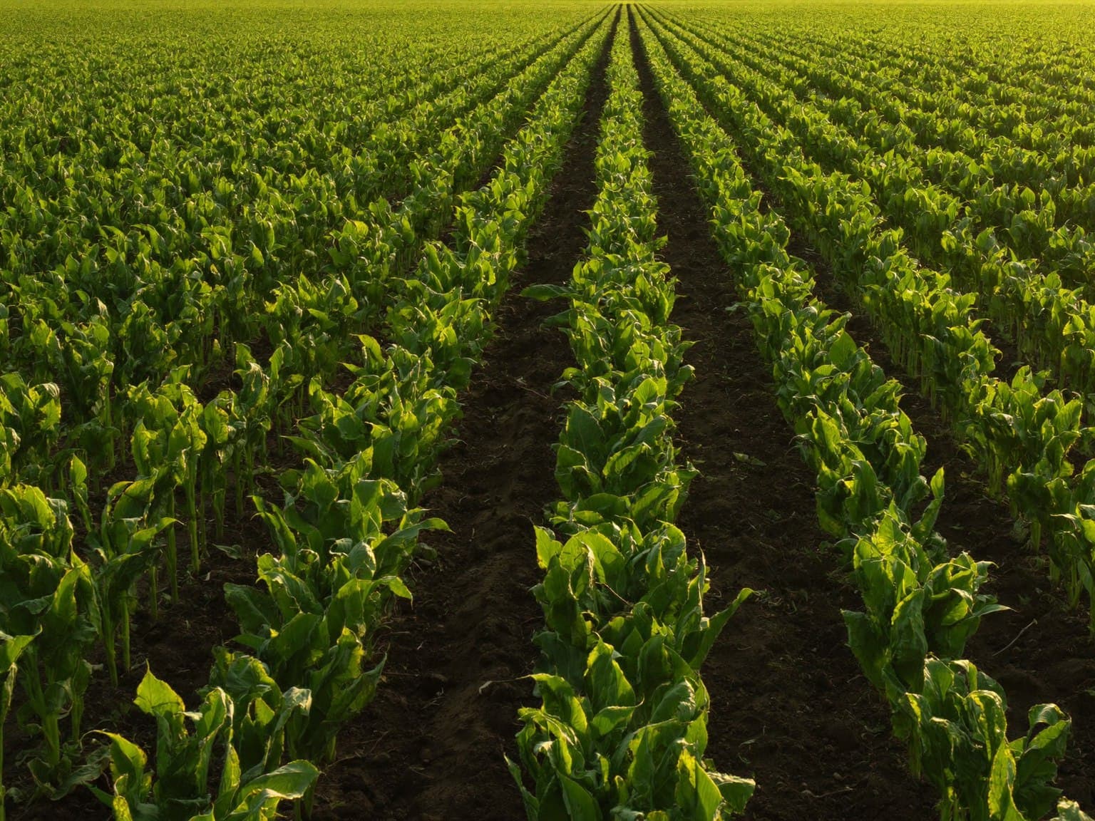 Cultivated crop rows at golden hour